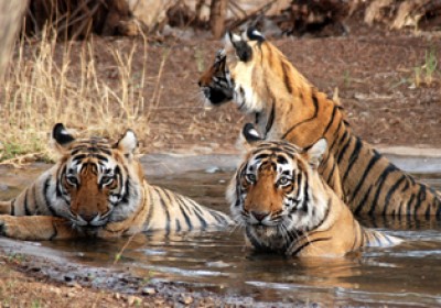 Ranthambore’s new tiger safari zone to open from Jan 18