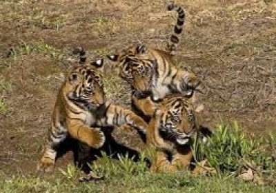 Three cubs spotted at Ranthambore