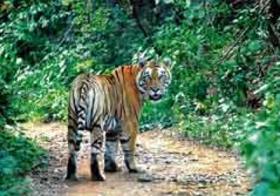 Rajasthan could get its new year gift – Mukundra Tiger Reserve