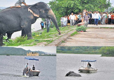 Six tonne Elephant rescued from drowning in a Jaipur lake