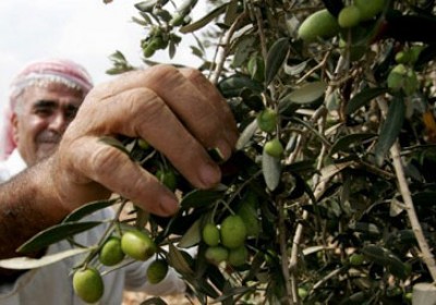 Rajasthan govt to encourage olive plantation