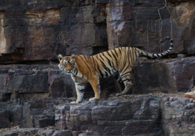 After 26 days missing Machli found in Ranthambore Park