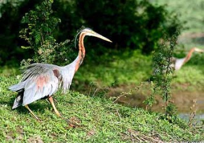 Migratory Birds Arrival Delays Due to scanty rainfall in Bharatpur