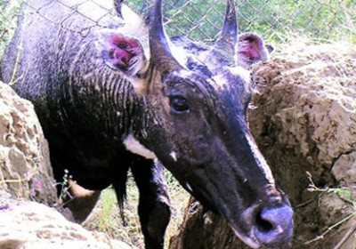 Shoot and save the nilgai a new sport in State